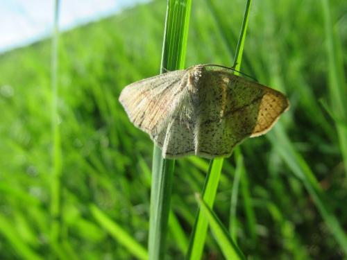 Réf. 182 492 : Cyclophora sp.